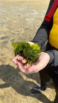 Seaweed that was found on the mudflat